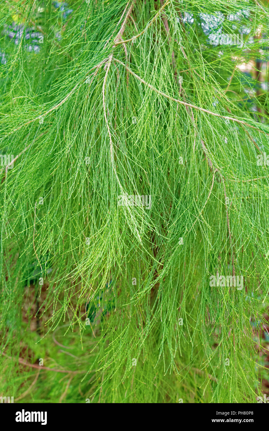 Casuarina equisetifolia, or Australian pine tree, is a she-oak species of the genus Casuarina Stock Photo