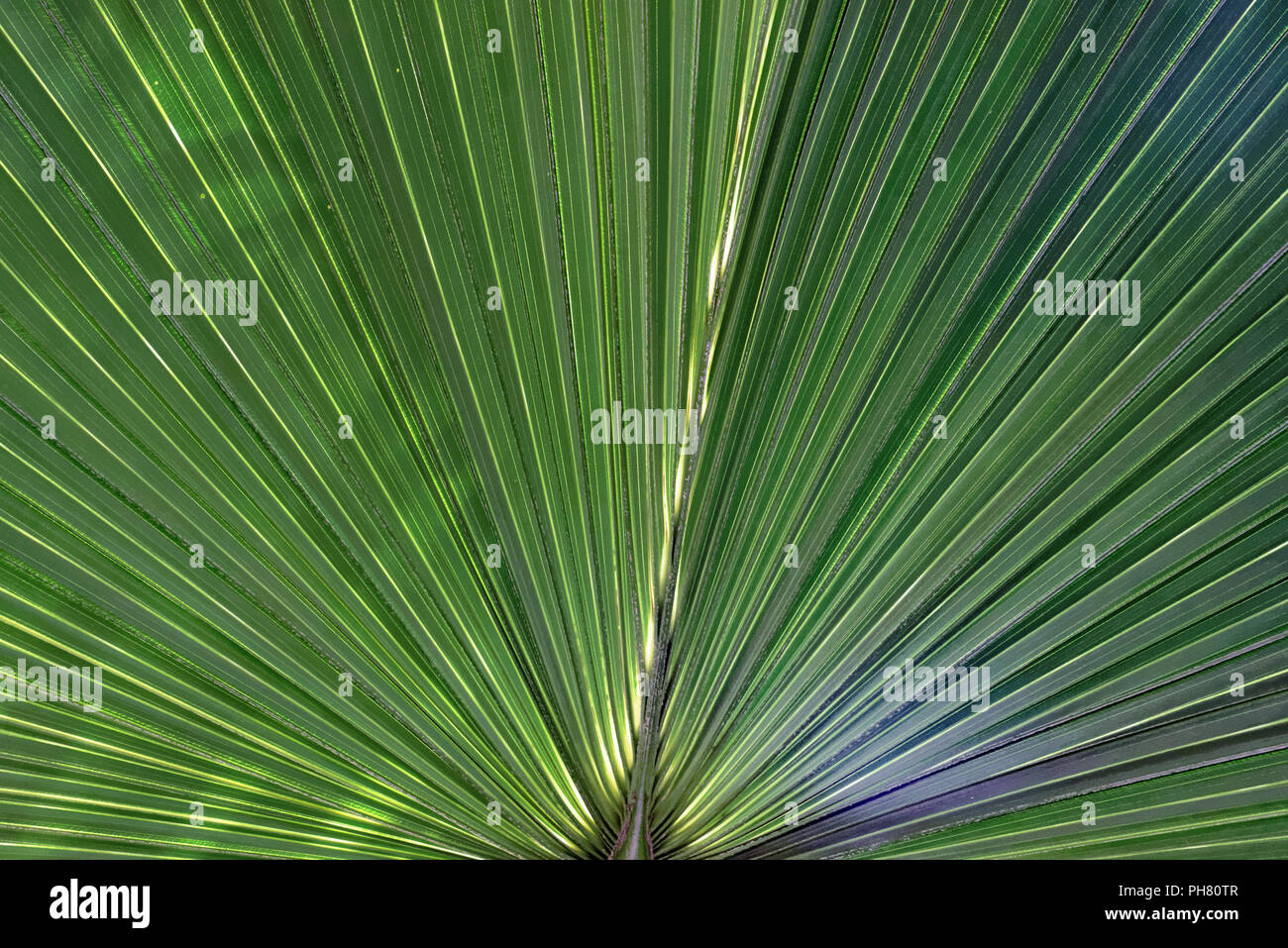 Palm leaf, a motive in transmitting light Stock Photo