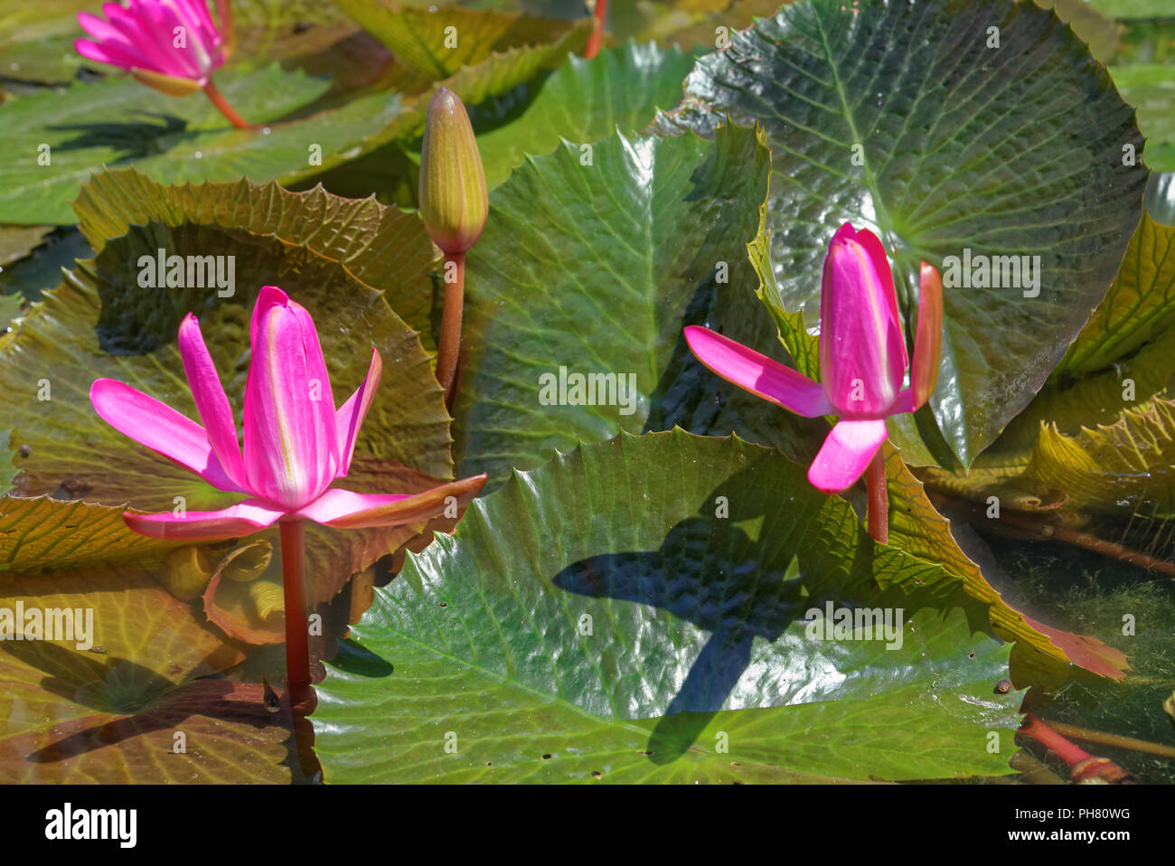 Nymphaea rubra is a species of water lily Stock Photo
