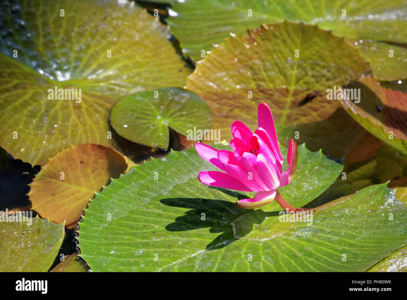 Nymphaea rubra is a species of water lily Stock Photo