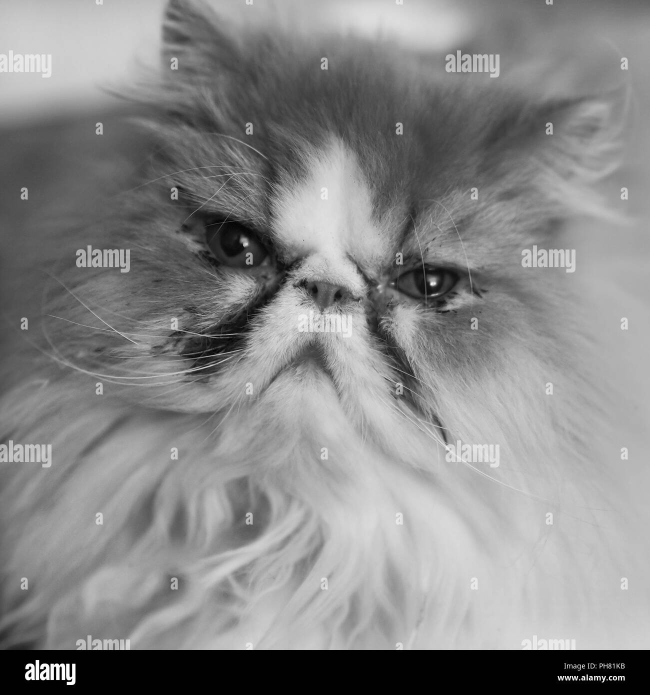 persian cat  looking like santa claus, funny grumpy cat kitty kitten Stock Photo