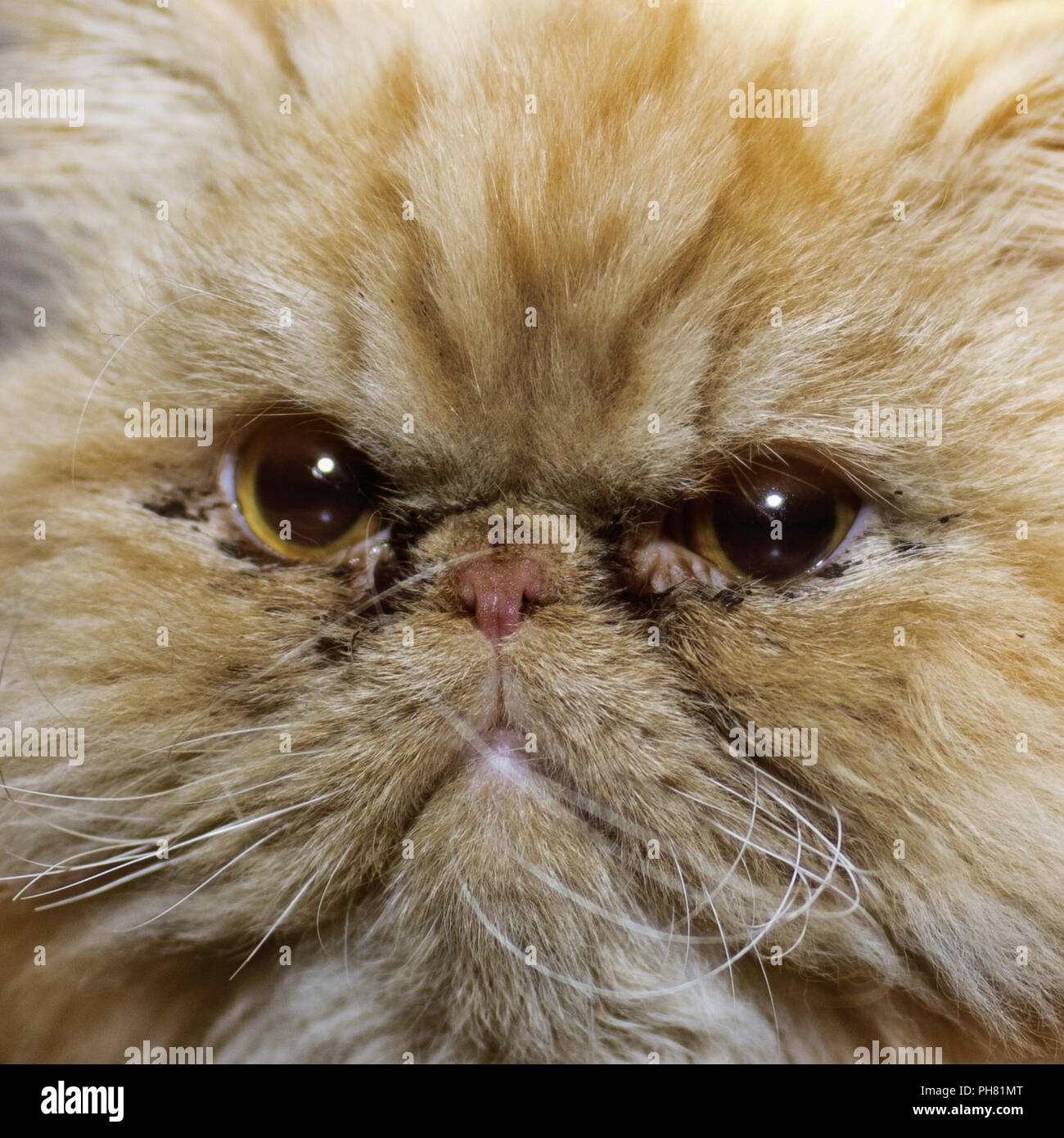 Angry-Face-Cat-Funny-Wet-Image