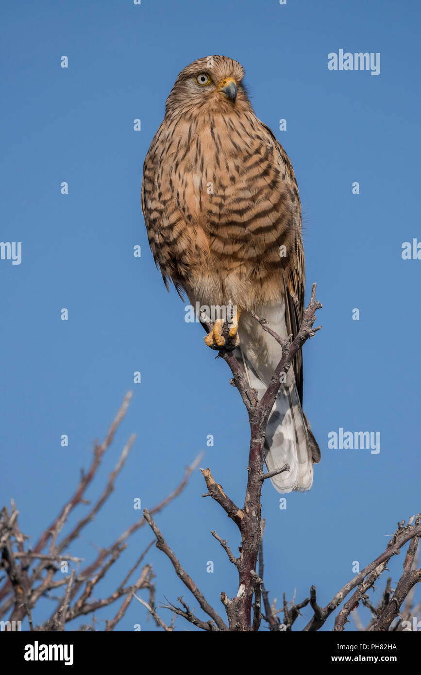 Falco rupicoloides rupicoloides hires stock photography and images Alamy