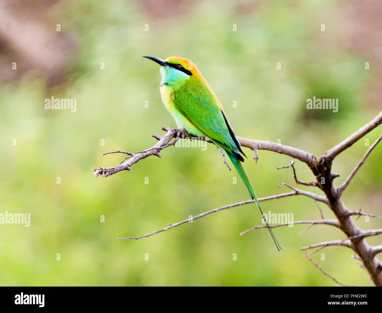 Horizontal view of a swallow-tailed bee-eater Stock Photo - Alamy