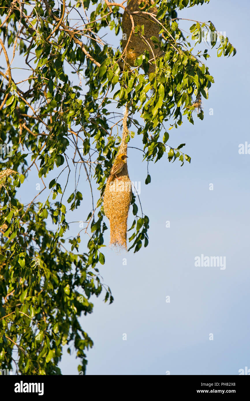 Vertical view of a Baya weaver bird at its nest. Stock Photo