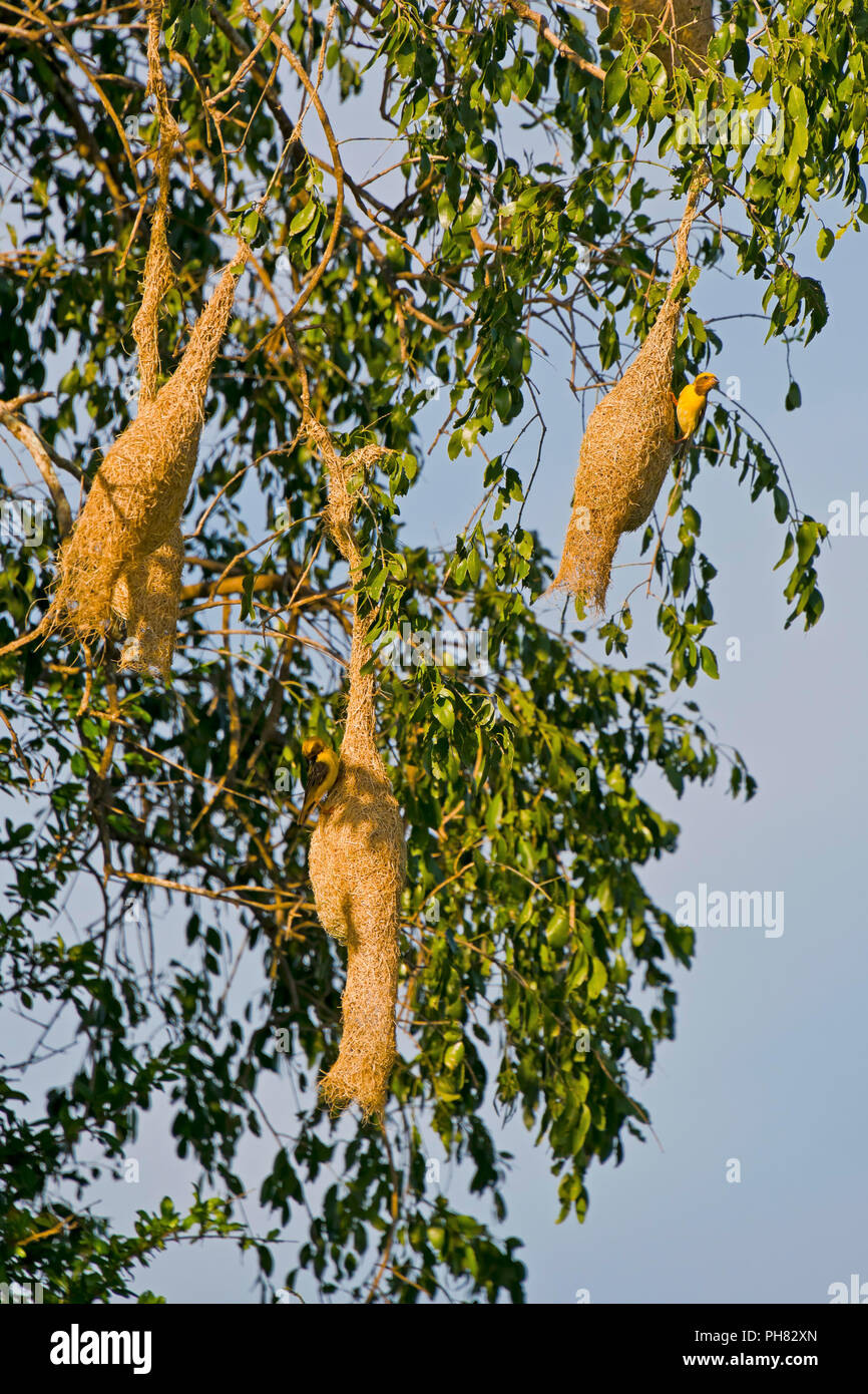 Vertical view of Baya weaver birds on their unusual nests. Stock Photo
