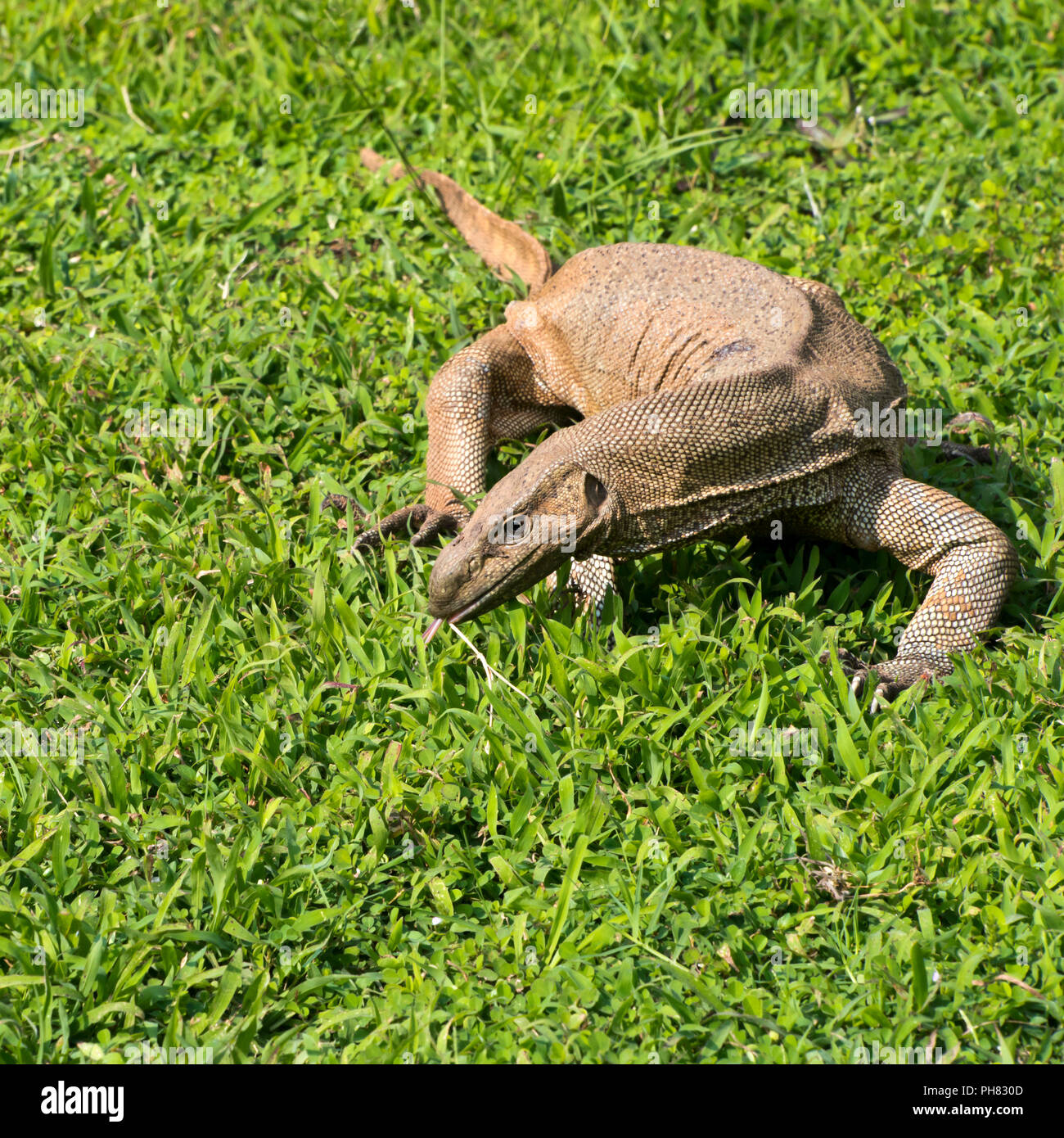 Asian Water Monitor Stock Photos & Asian Water Monitor Stock Images - Alamy