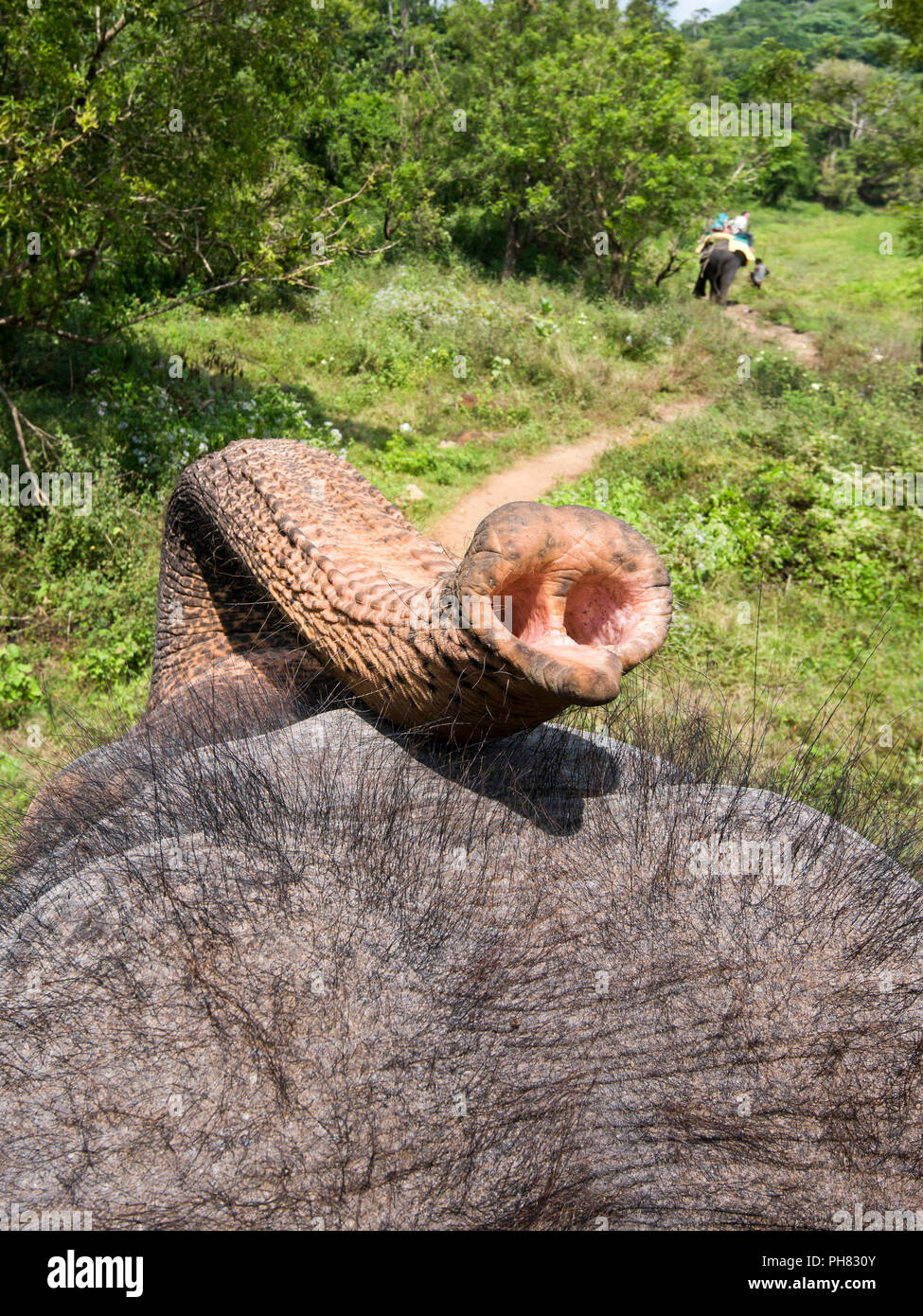 Vertical view from on top of an elephant's back. Stock Photo