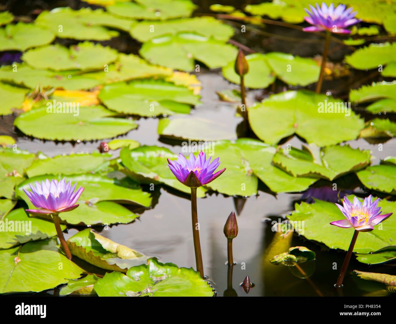 Horizontal close up of the Blue Water Lily in Sri Lanka. Stock Photo