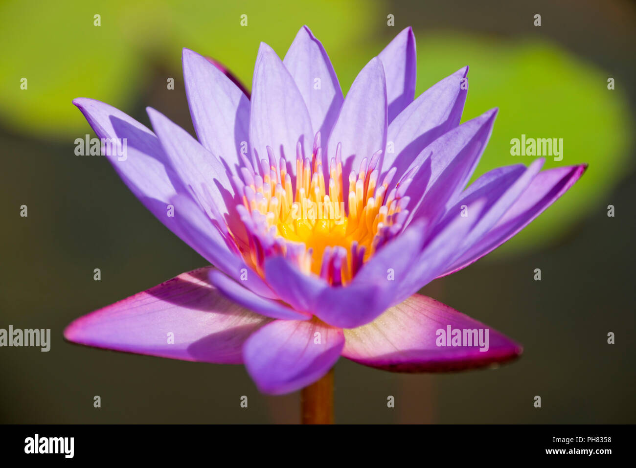 Sri lanka water lily hi-res stock photography and images - Alamy