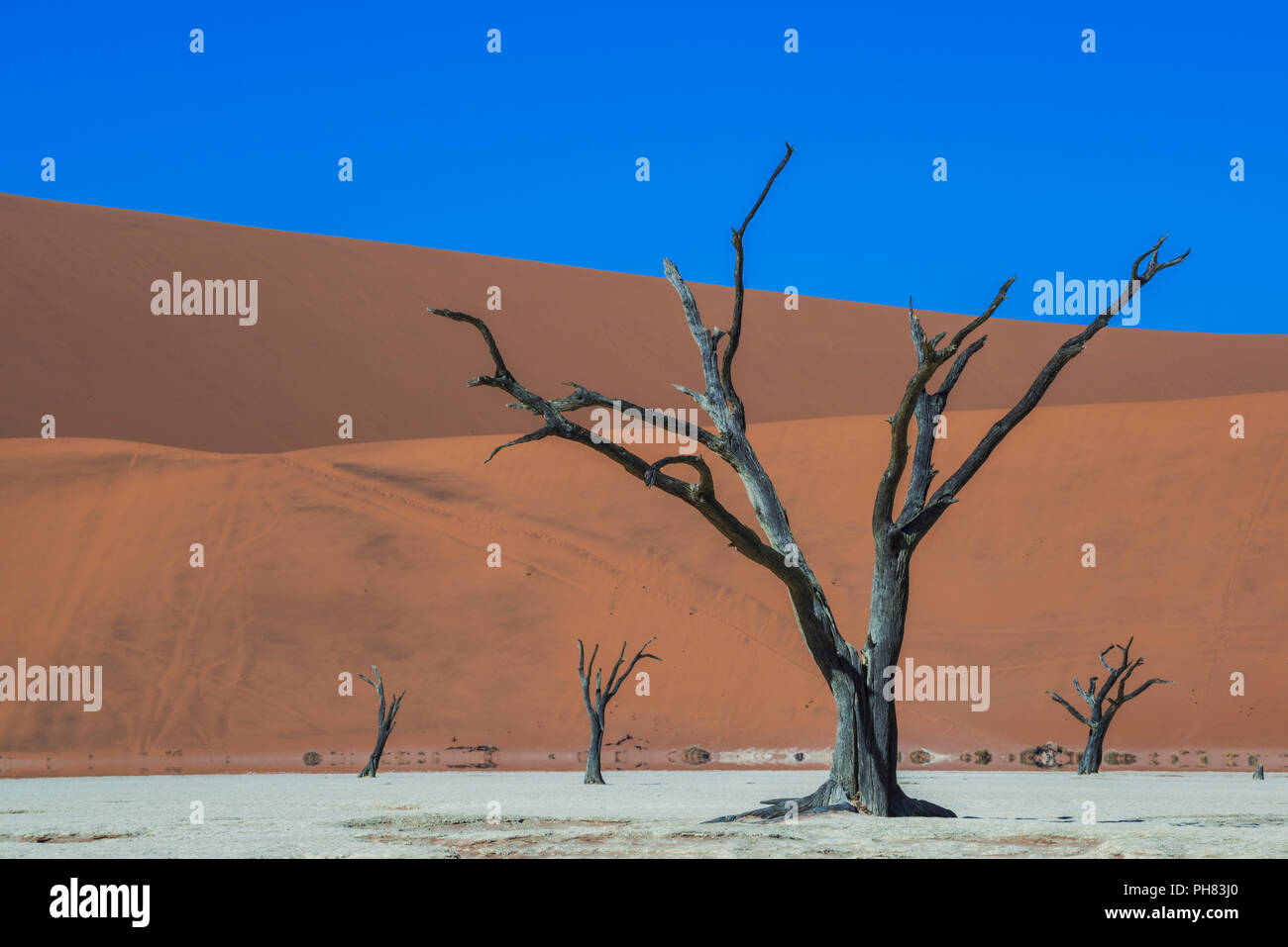 Dead camelthorn trees (Acacia erioloba) in front of sand dunes, Dead Vlei, Sossusvlei, Namib Desert Stock Photo