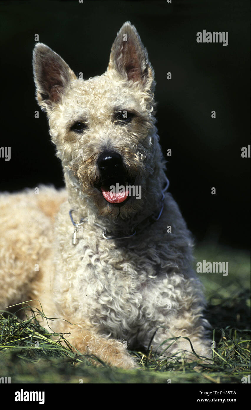 Laekenois, Belgian Shepherd Dog Stock Photo - Alamy