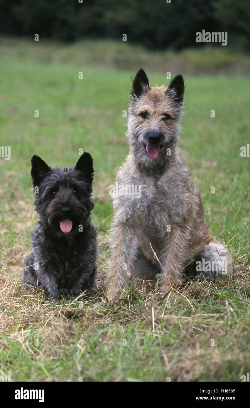 Belgian Shepherd and Mixed Breed Dog Stock Photo