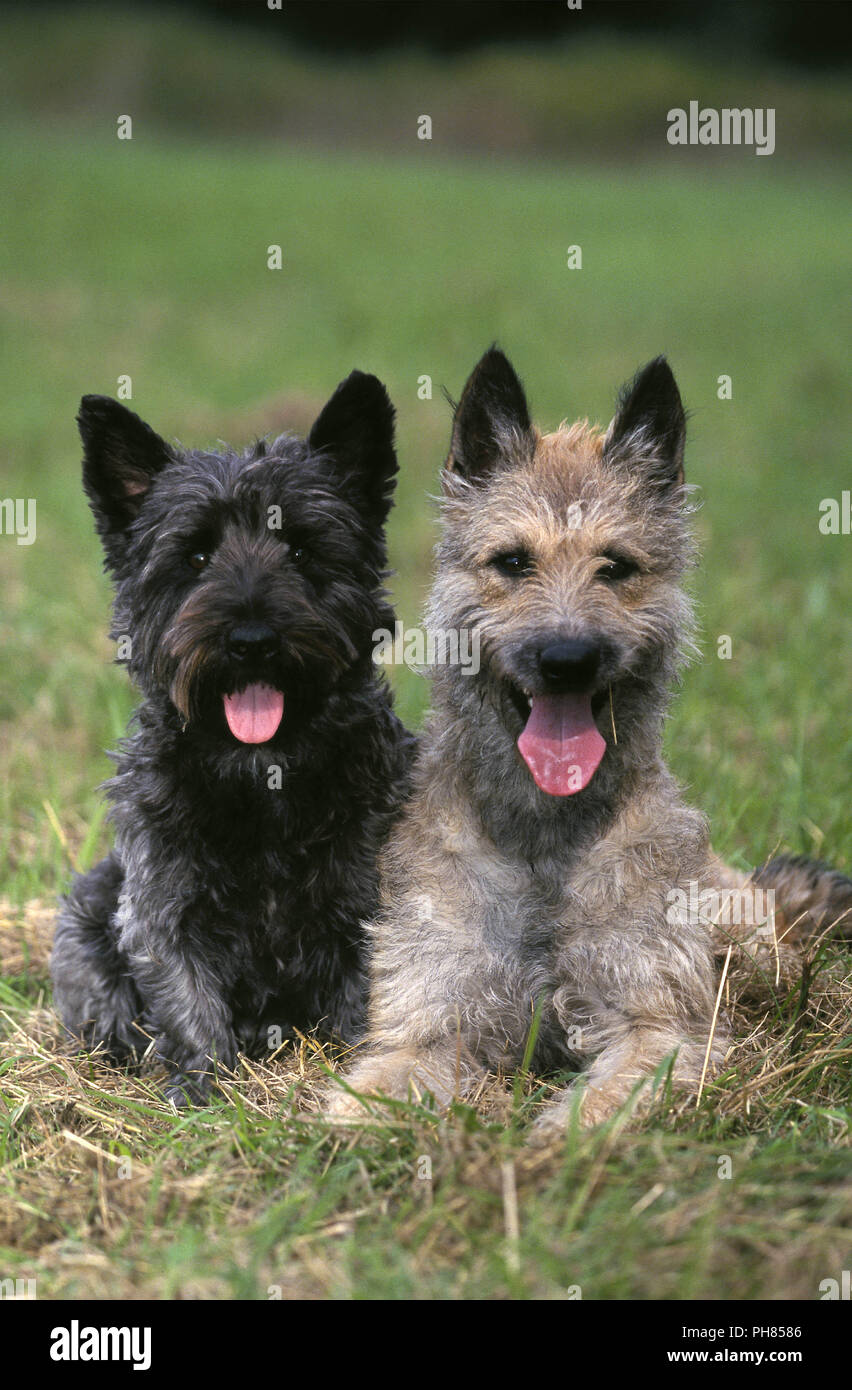 belgian terrier