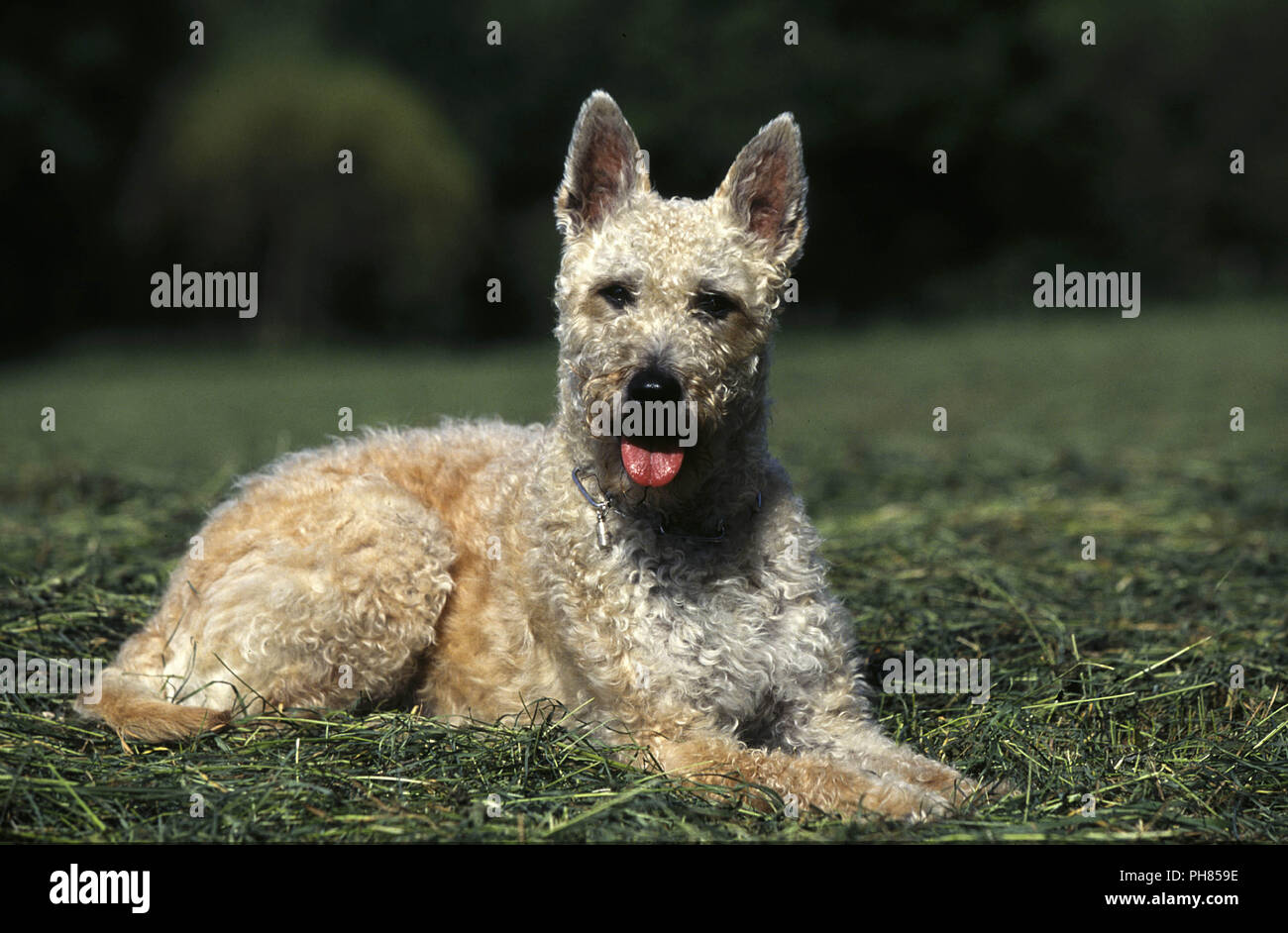 Laekenois Belgian Shepherd Dog Stock Photo Alamy