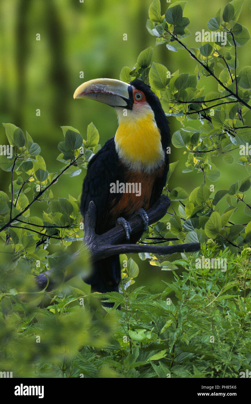 bunttukan, ramphastos dicolorus, red-breasted toucan Stock Photo