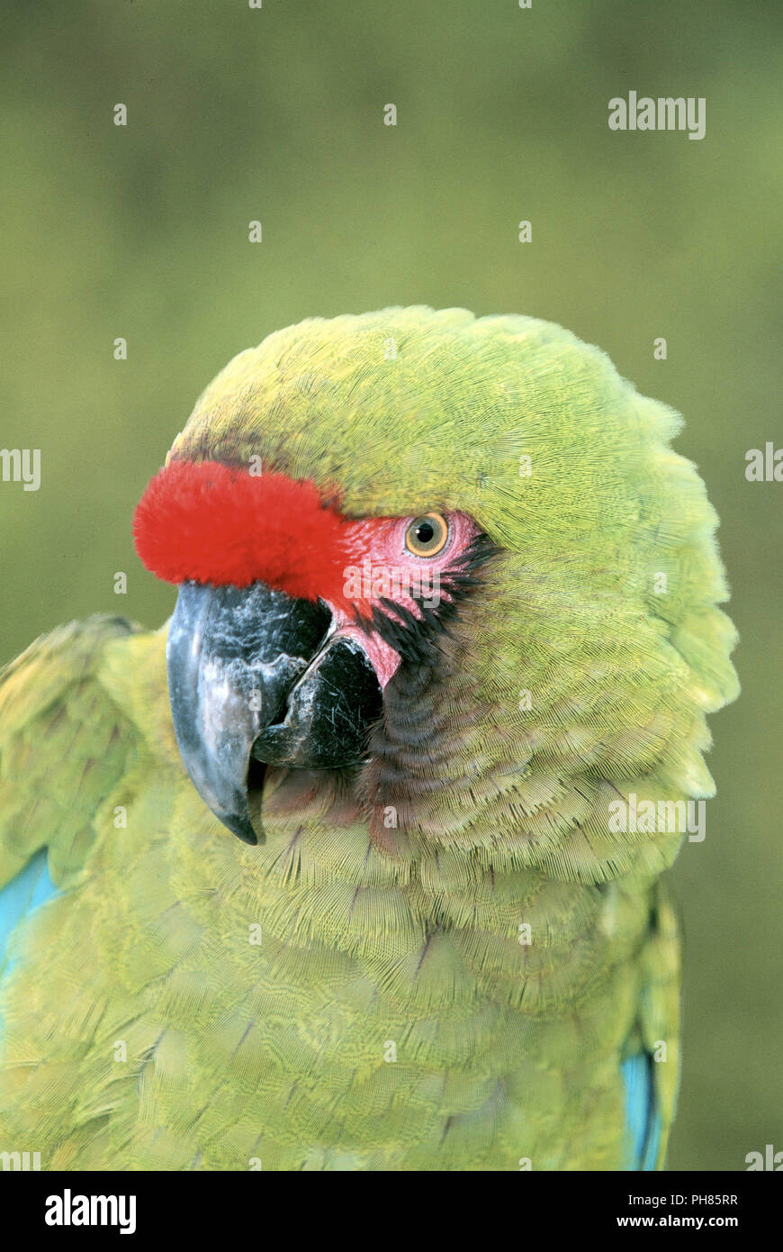 Military macaws hi-res stock photography and images - Alamy