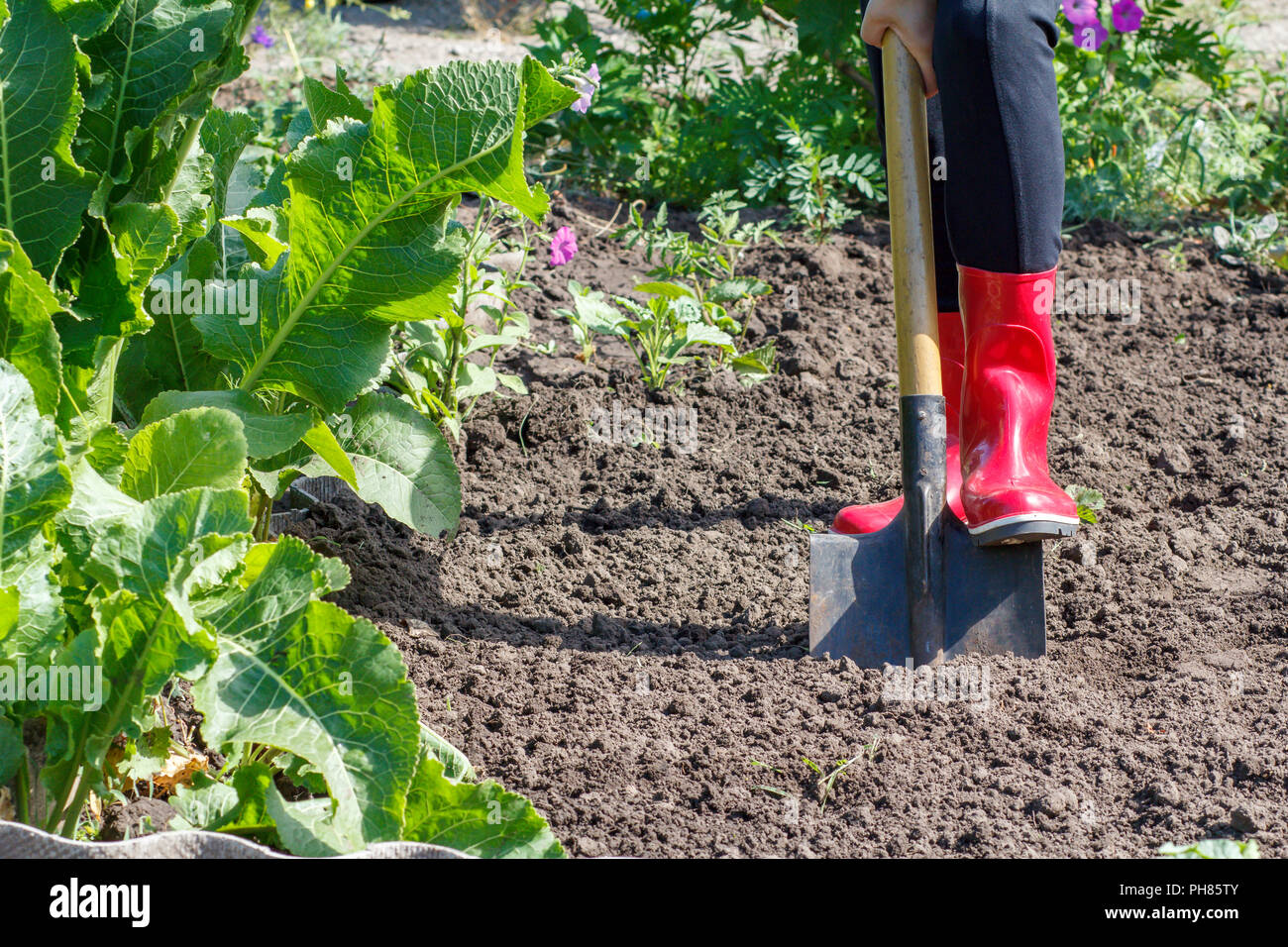 Gardener in red rubber boots is digging soil on a bed. Female farmer ...
