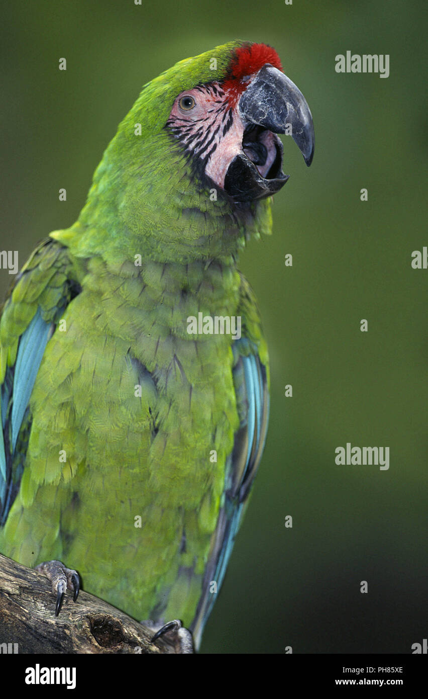 Military macaws hi-res stock photography and images - Alamy