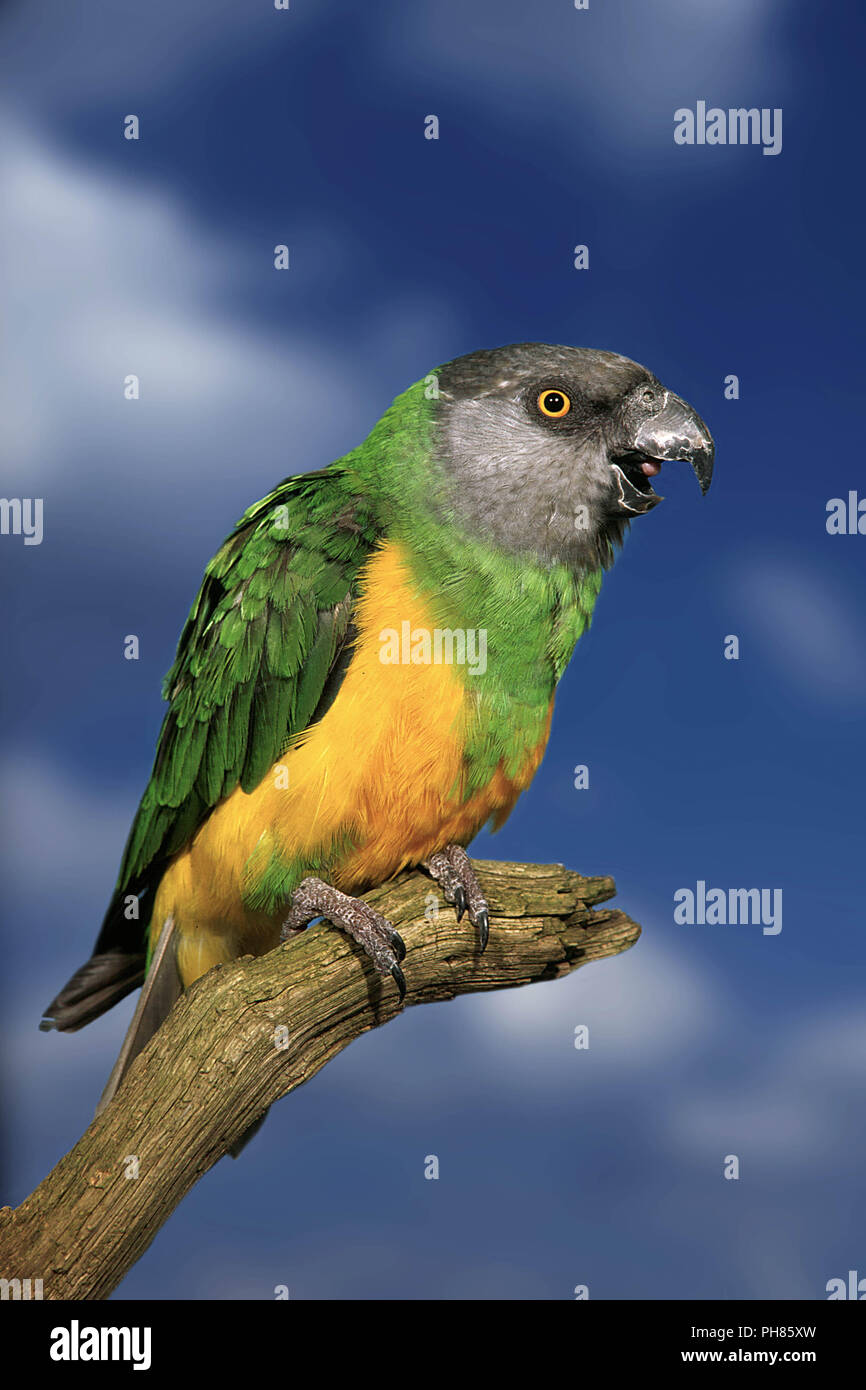 Parrot yawning hires stock photography and images Alamy