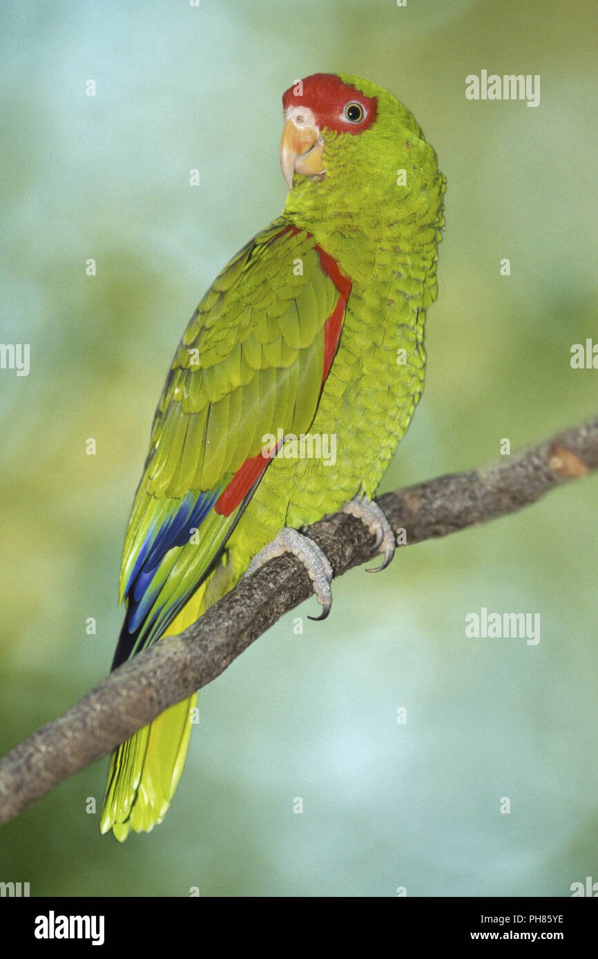 Red spectacled parrots stock and images -