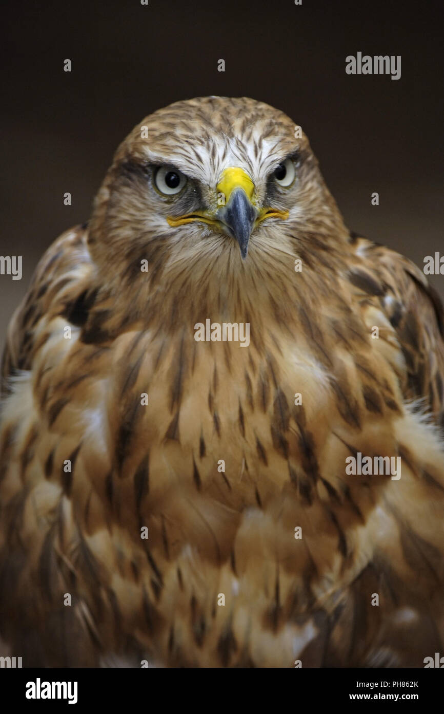 adlerbussard, long-legged buzzard, buteo rufinus Stock Photo - Alamy