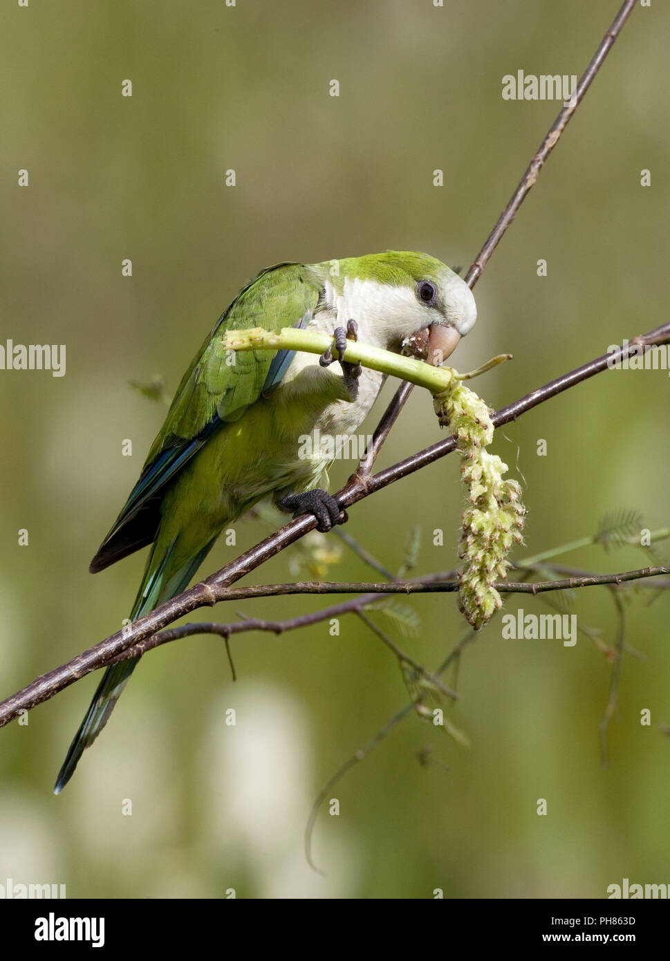 Conure veuve hi-res stock photography and images - Alamy