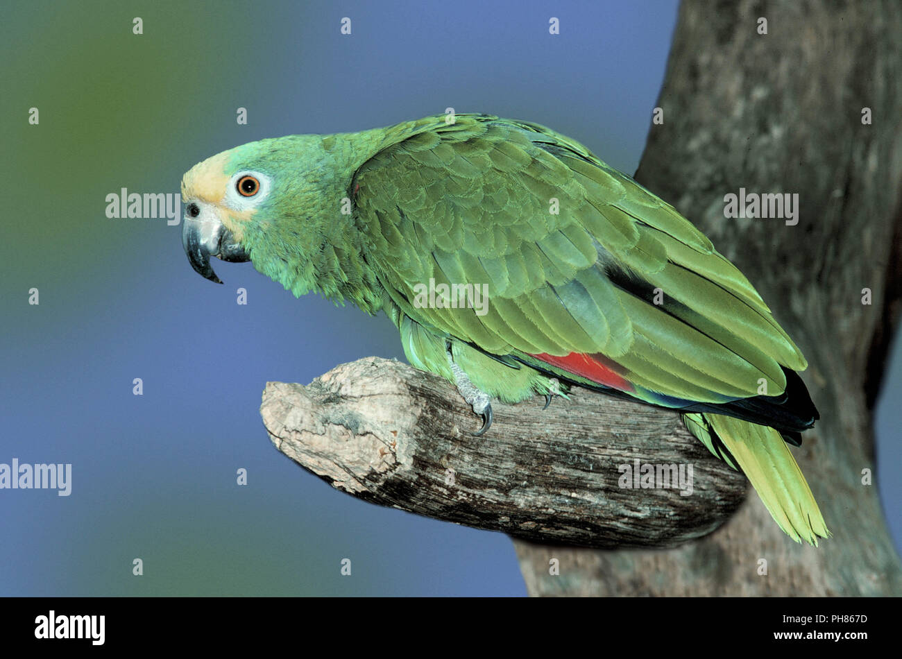 Yellow headed parrot hi-res stock photography and images - Alamy