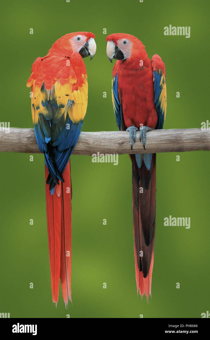 Scarlet Macaw / Hellroter Ara / Arakanga Stock Photo - Alamy