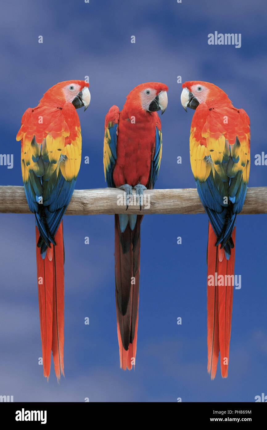 Scarlet Macaw / Hellroter Ara / Arakanga Stock Photo - Alamy
