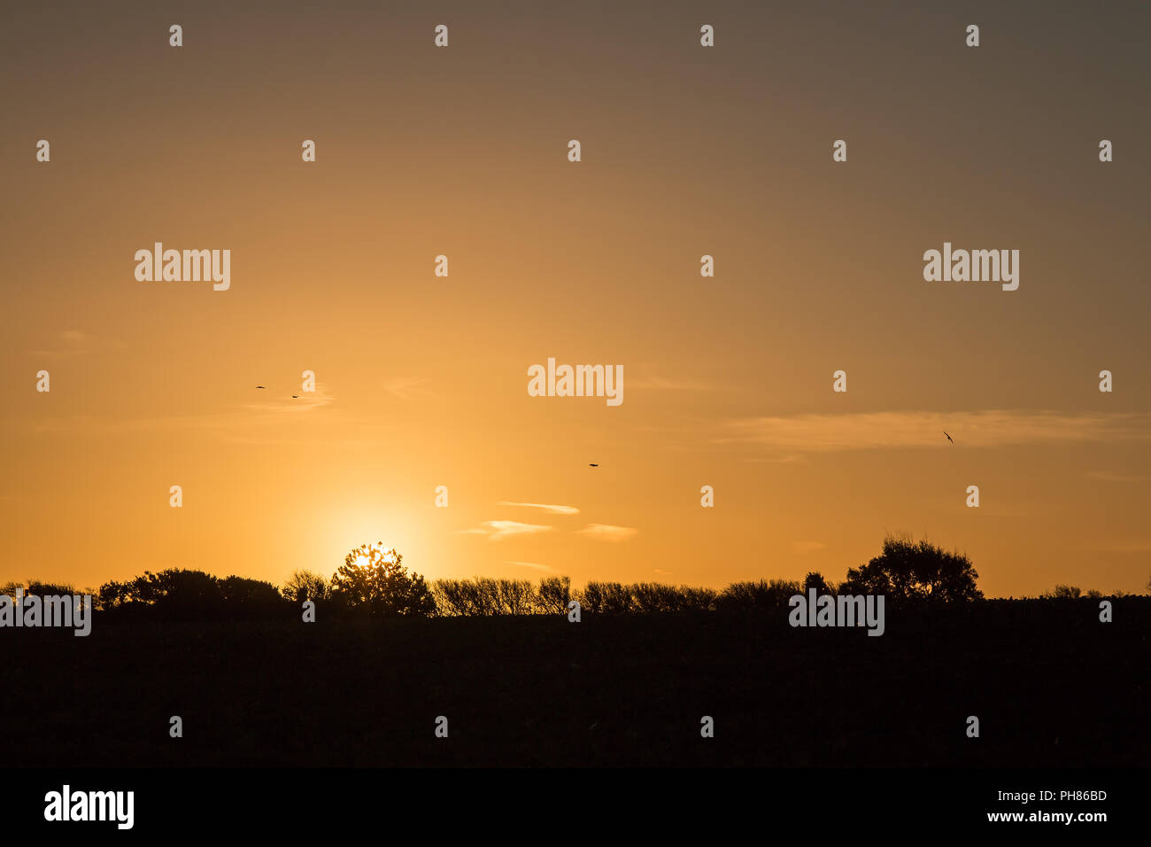 Sunset with trees silhouetted against skyline, Stock Photo