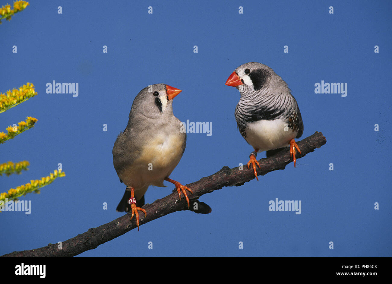 Zebra Finch / Zebrafink Stock Photo Alamy