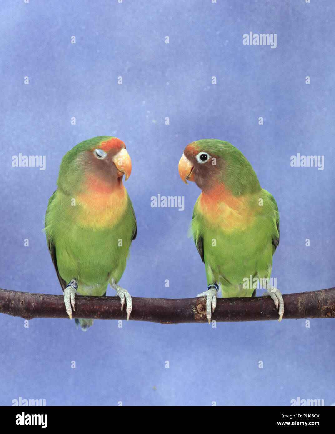 Agaponiden Unzertrennliche Agapornis Lovebirds Inseparable Stock Image Agaponiden Unzertrennliche Agapornis Lovebirds Inseparable Stock Image