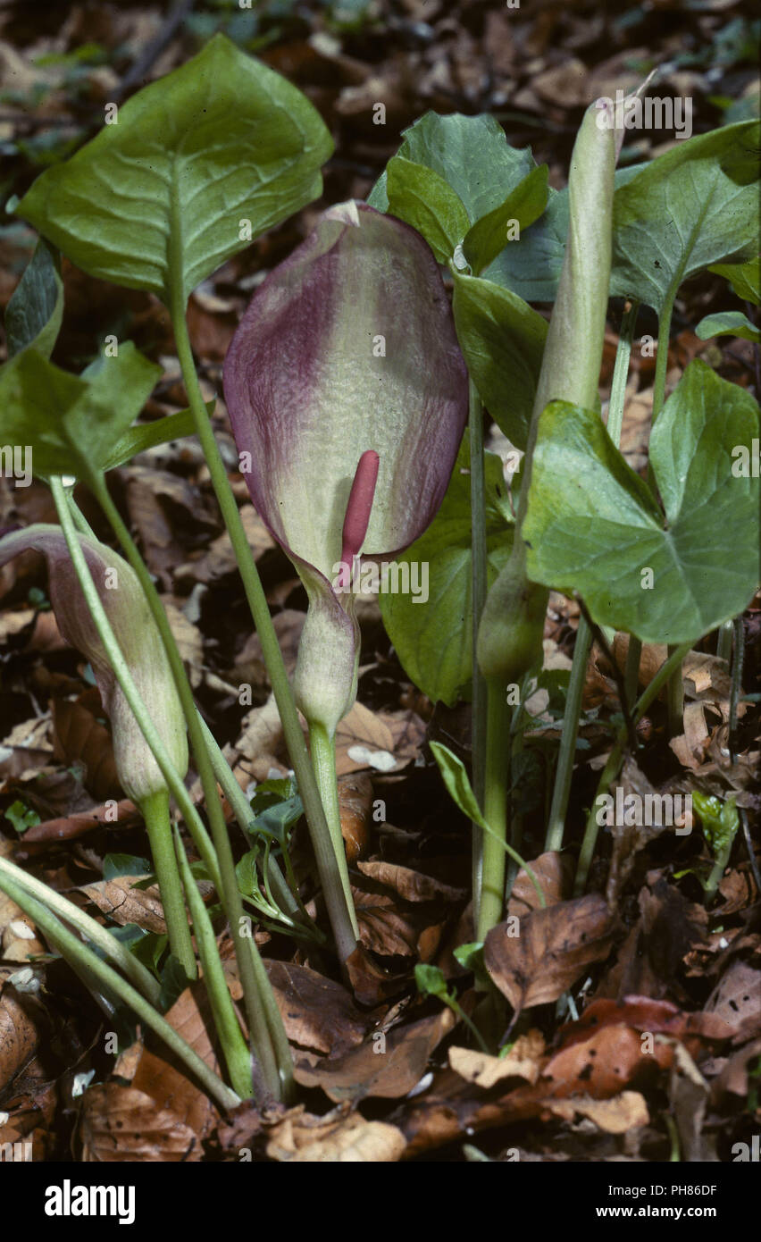 Aronstab, arum maculatum Stock Photo