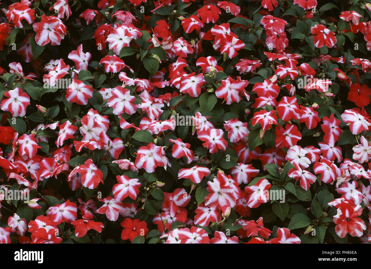 Fleißiges Lieschen, impatiens walleriana, busy lizzie, Stock Photo