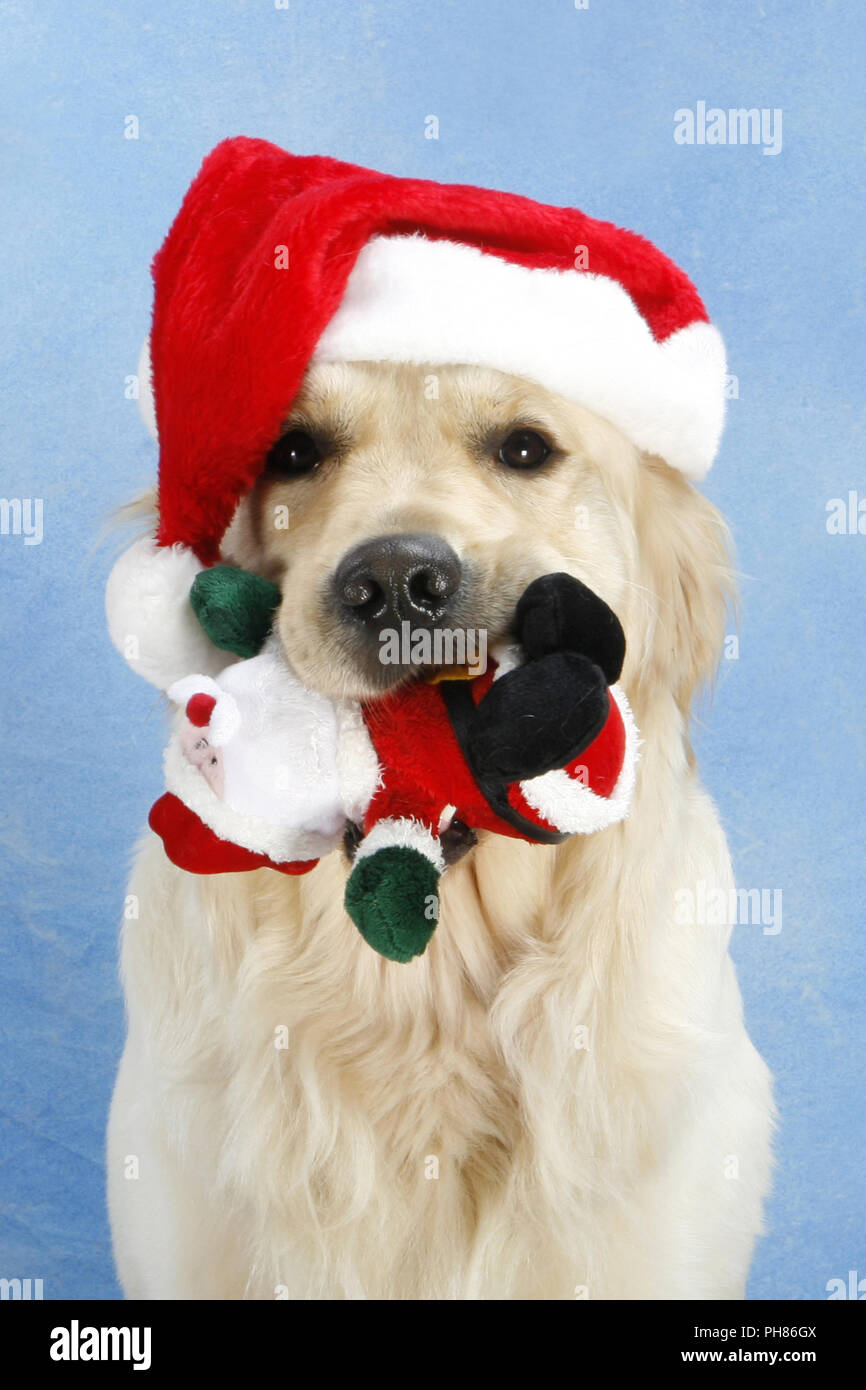 Golden Retriever mit Weihnachtsmuetze, Golden Retriever with X-Mas cap Stock Photo