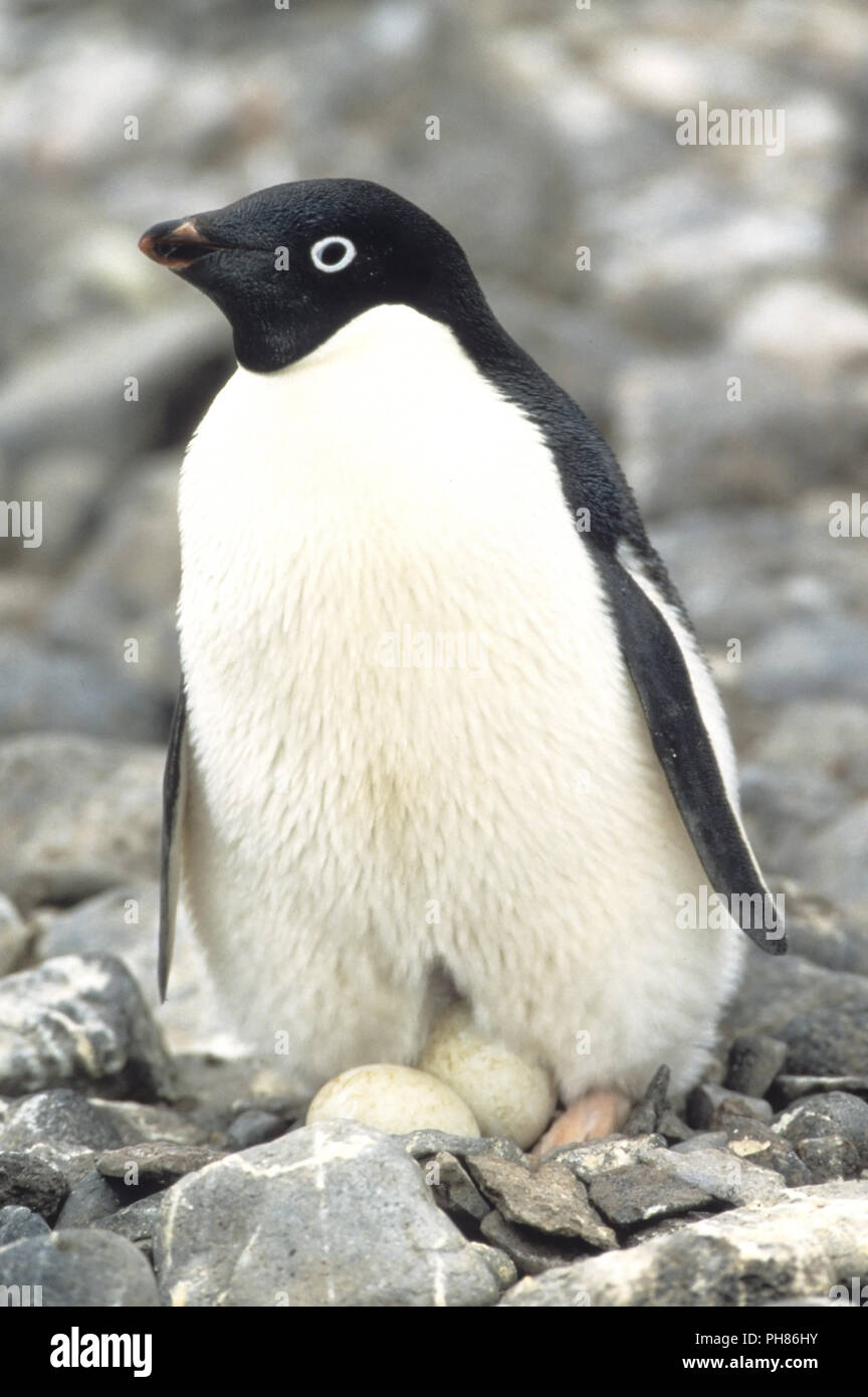 adeliepinguin, Pygoscelis adeliae, adelie penguin, AdÈliepinguin Stock ...