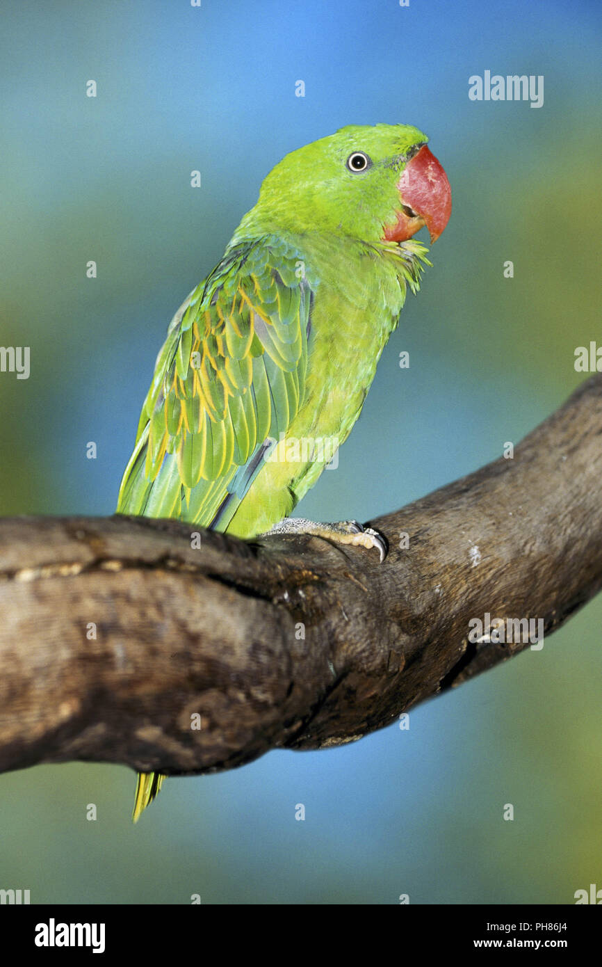 Buru Great-billed Parrot / Buru-Grossschnabelpapagei Stock Photo