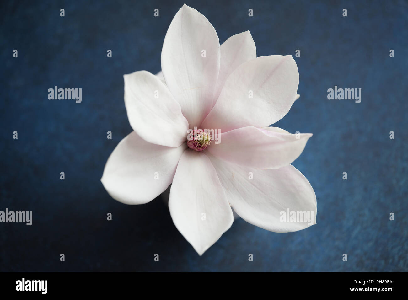 Fragrant Magnolia flower closeup on a blue background Stock Photo Alamy