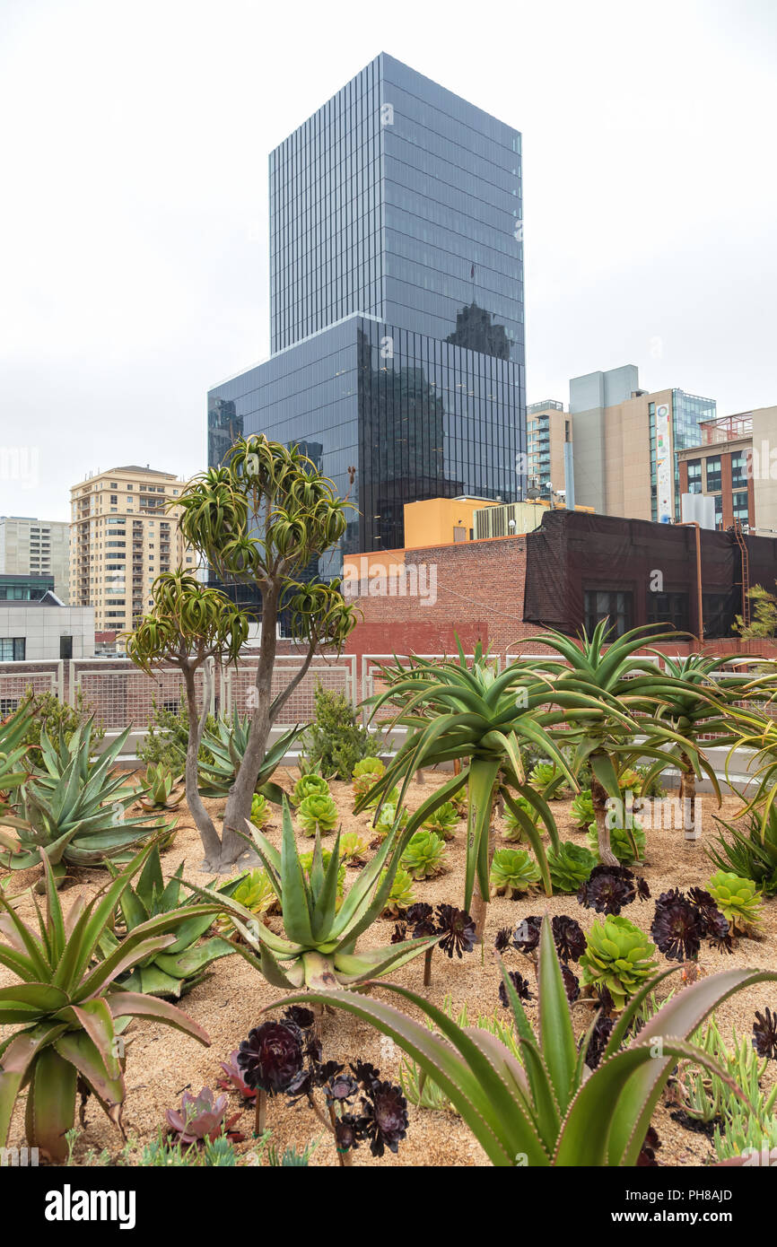 Aloes garden in the rooftop park at Salesforce Transit Center, with the San Francisco high rise in background, California, United States. Stock Photo