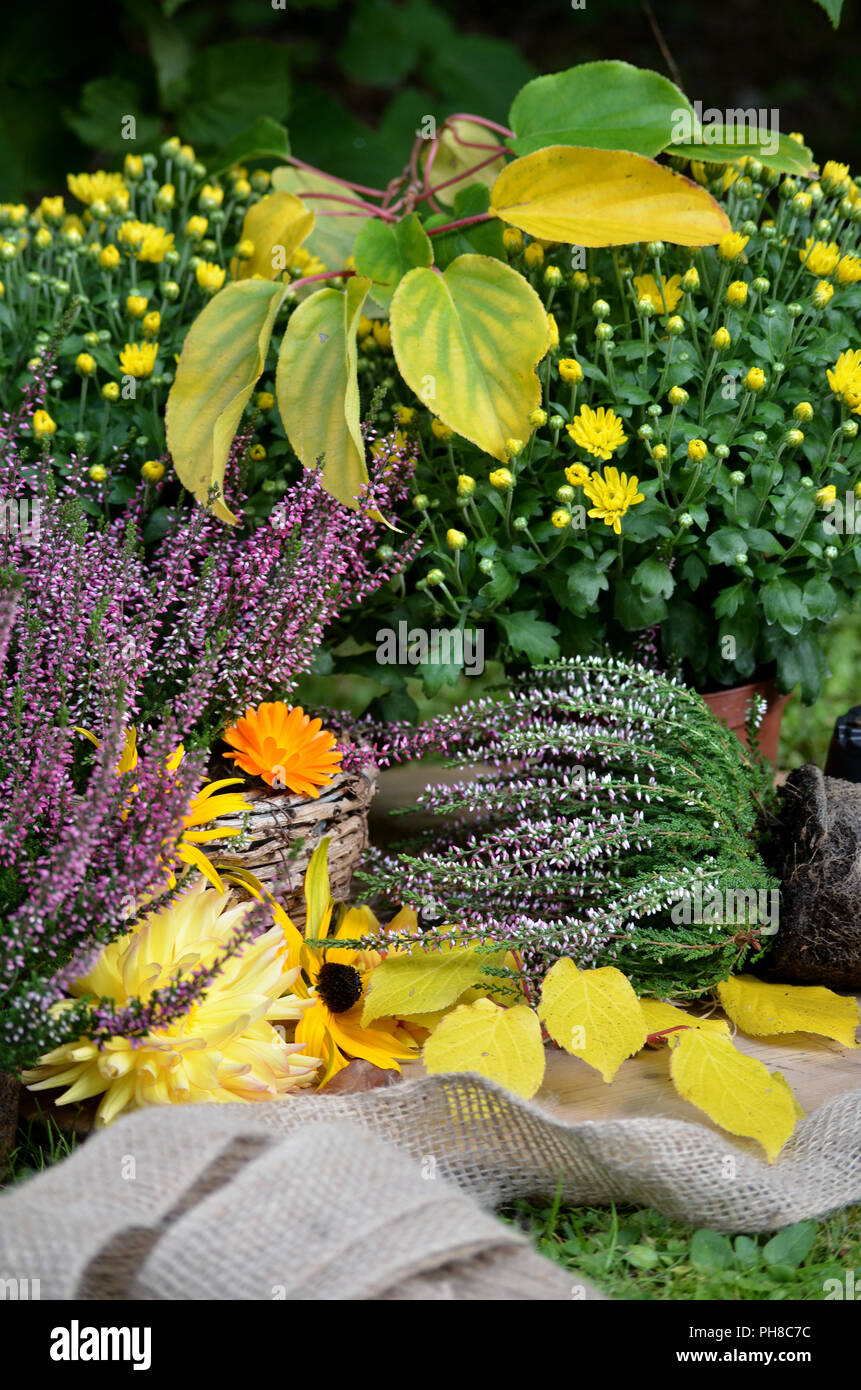 Autumn plants garden tool Stock Photo