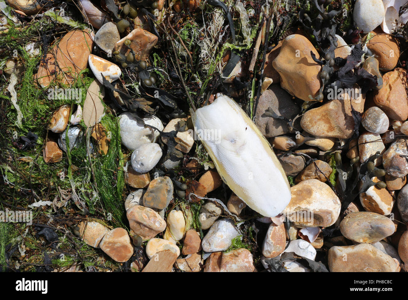 A cuttlefish bone or cuttlebone with pebbles and seaweed on the beach Stock Photo