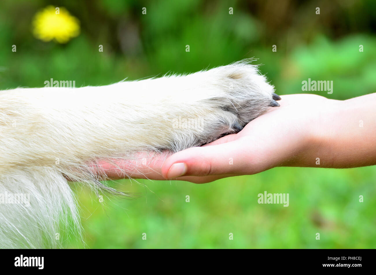 Hand dog paw friendship trust Stock Photo - Alamy