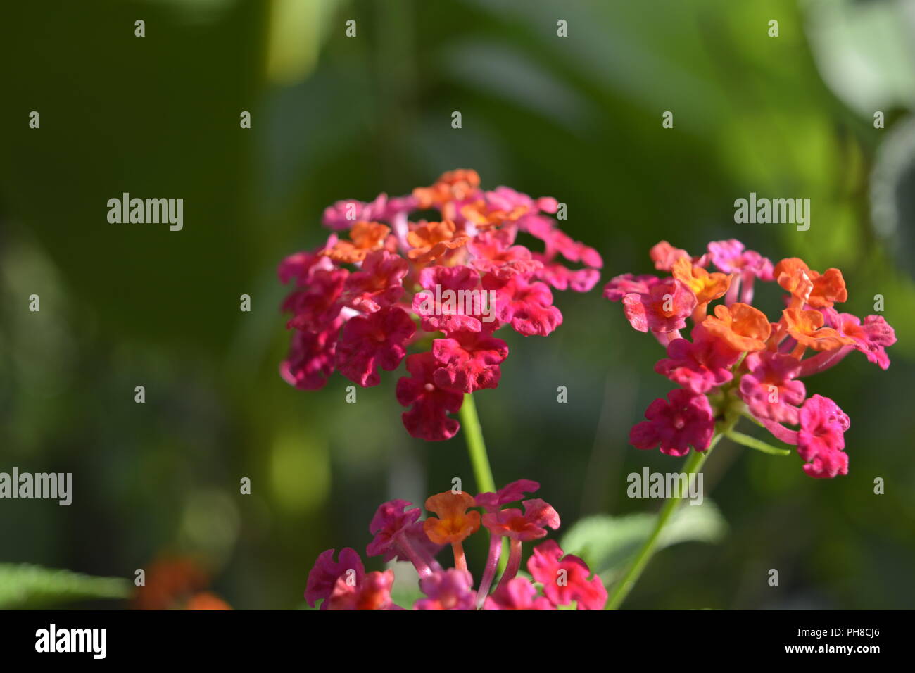 Bunga Tahi Ayam High Resolution Stock Photography And Images Alamy