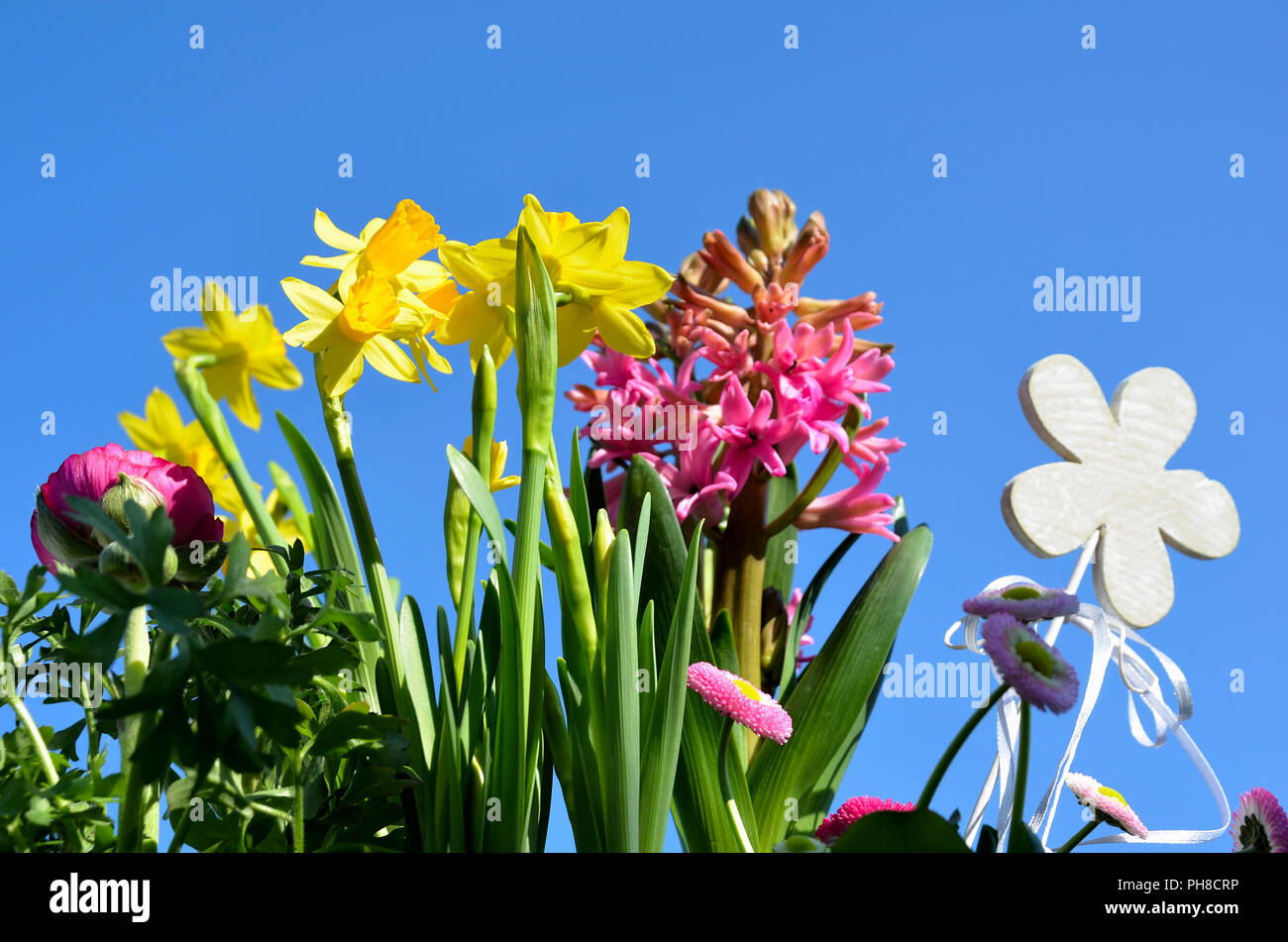 Spring flowers Sky Stock Photo