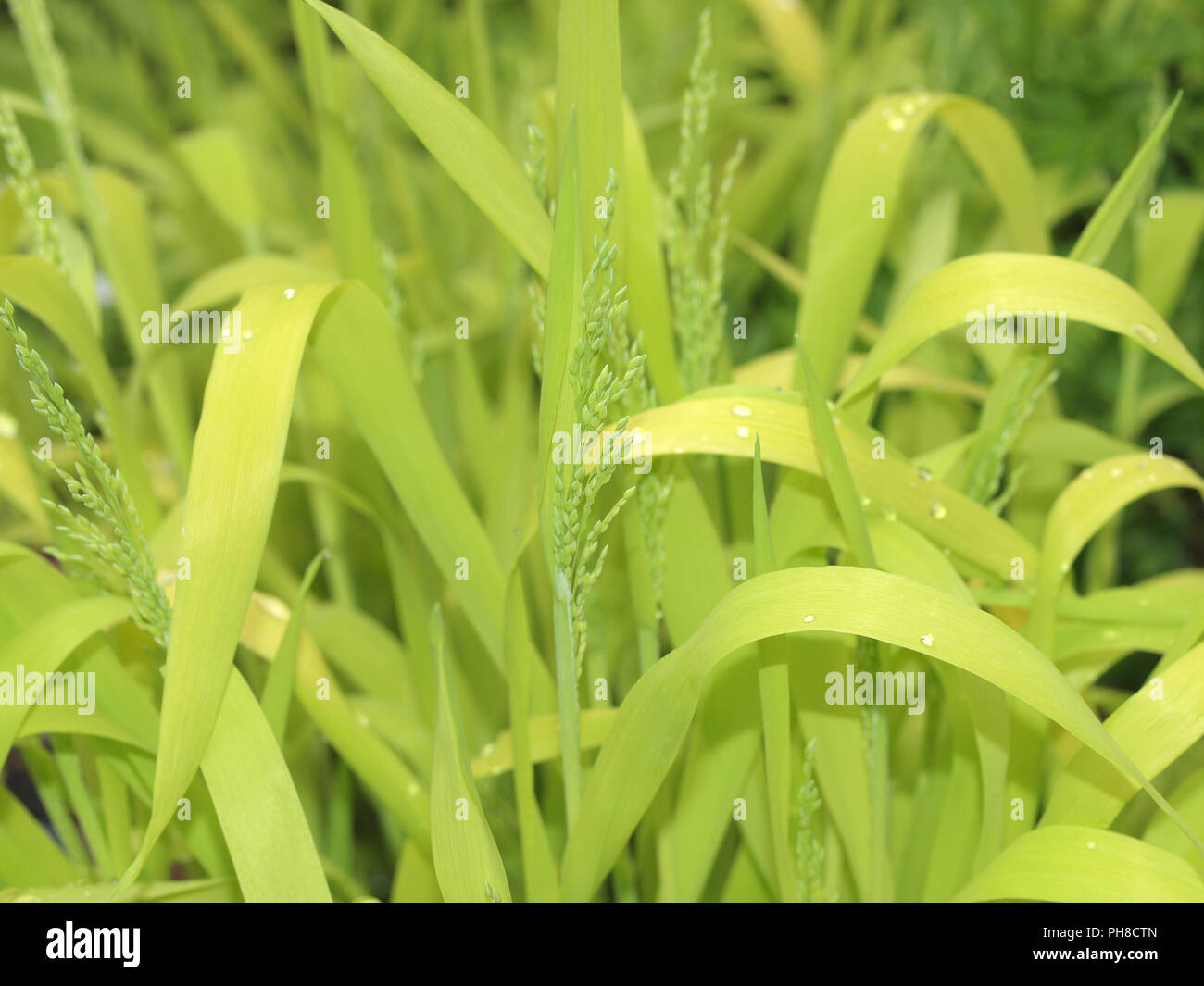 Millet grass Stock Photo
