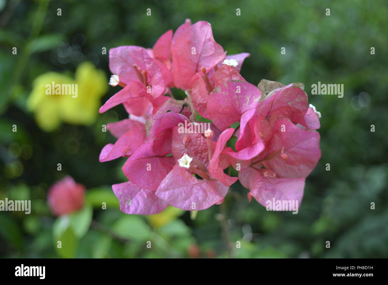 Pokok bunga kertas hi-res stock photography and images - Alamy