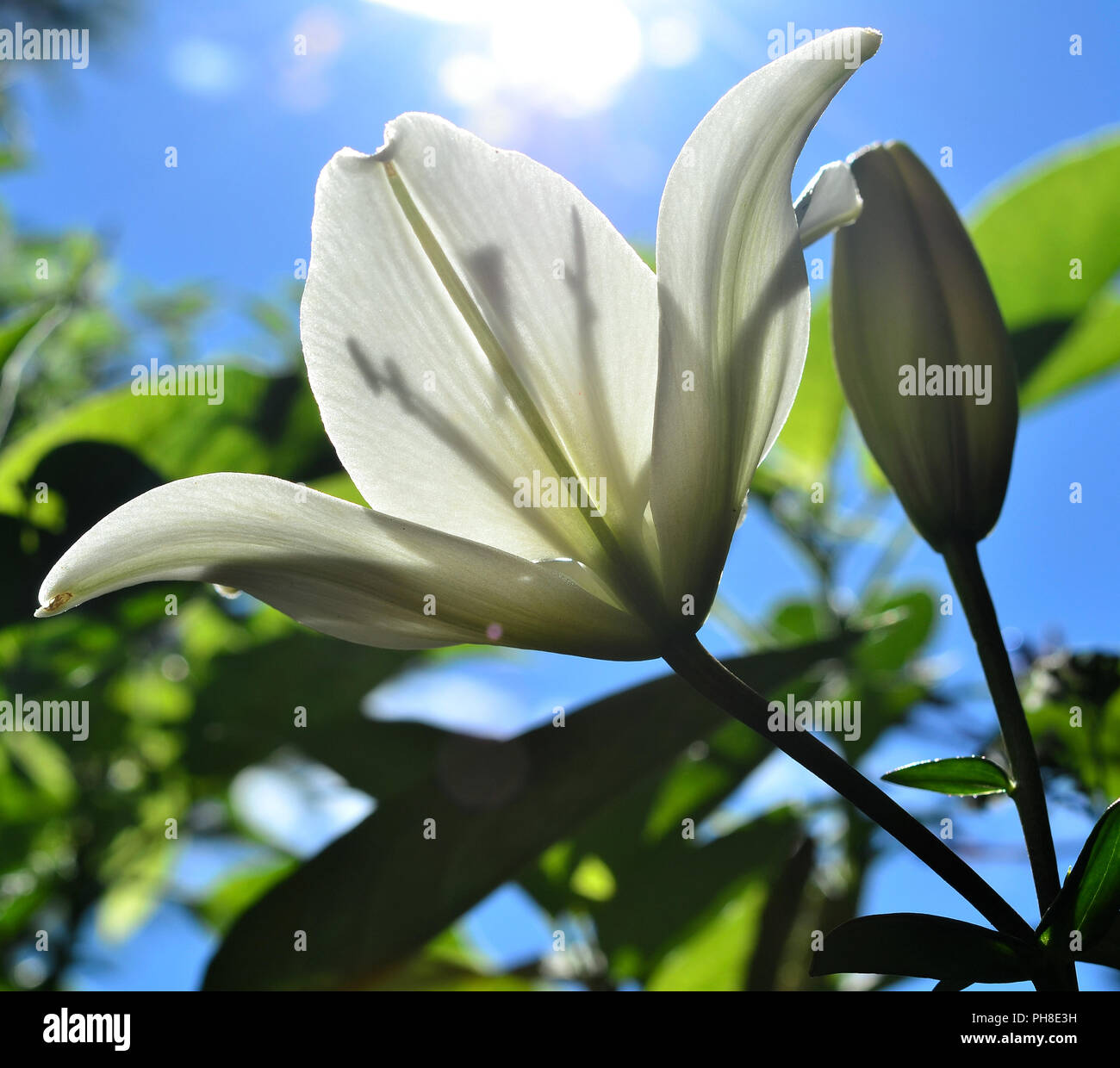white lily with water drops rain Stock Photo - Alamy