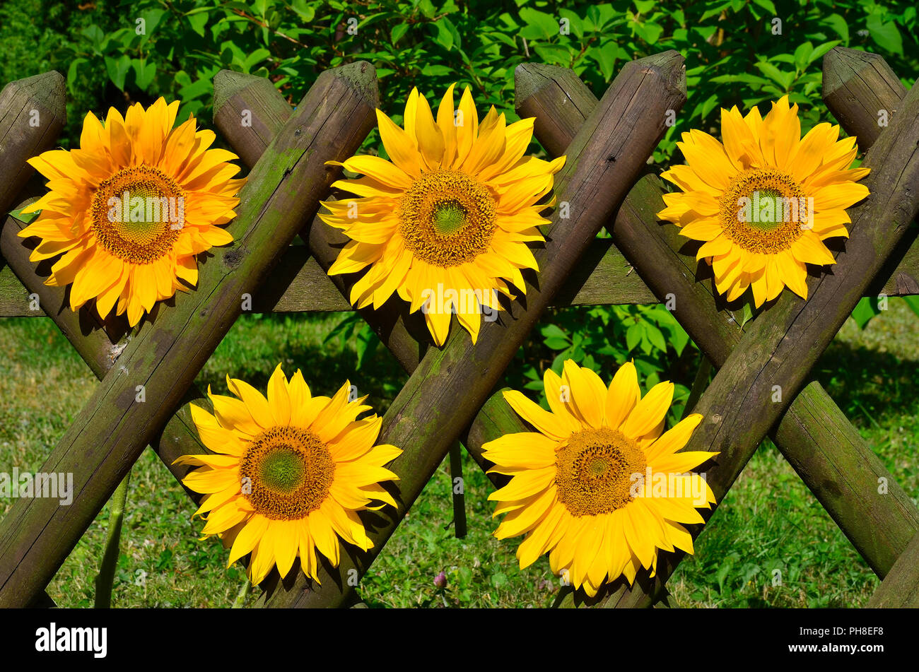 Download Sunflower Garden Fence High Resolution Stock Photography And Images Alamy