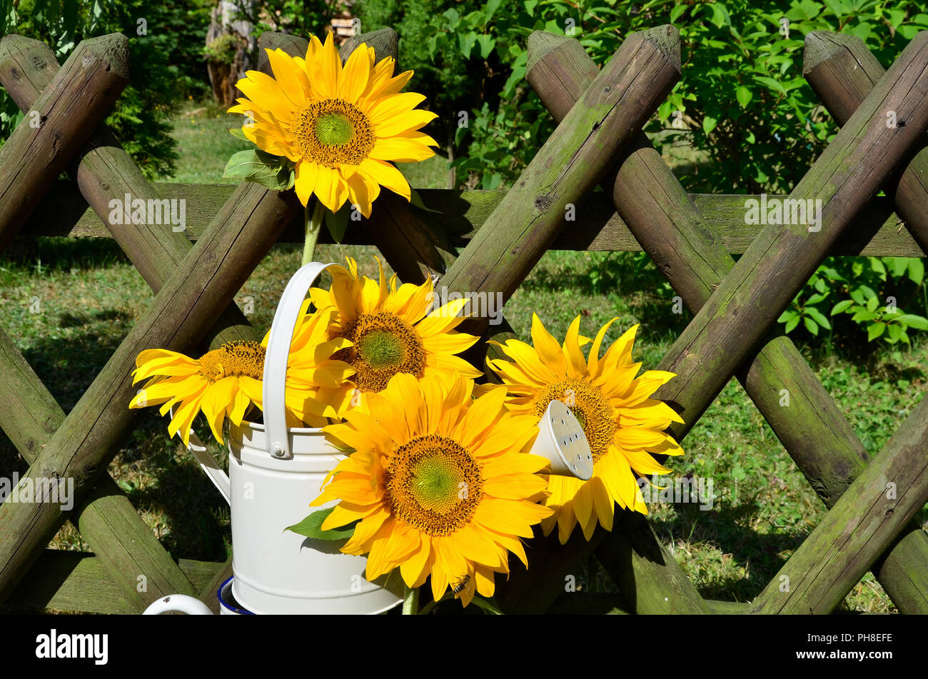 Sunflower garden fence garden Stock Photo Alamy